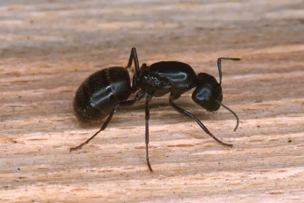 Interprétation mystique et scientifique de la présence de fourmis dans la maison