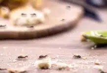 Interprétation mystique et scientifique de la présence de fourmis dans la maison